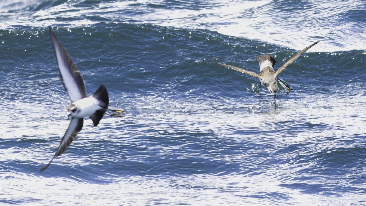 White-faced Storm-Petrel - ML617612353
