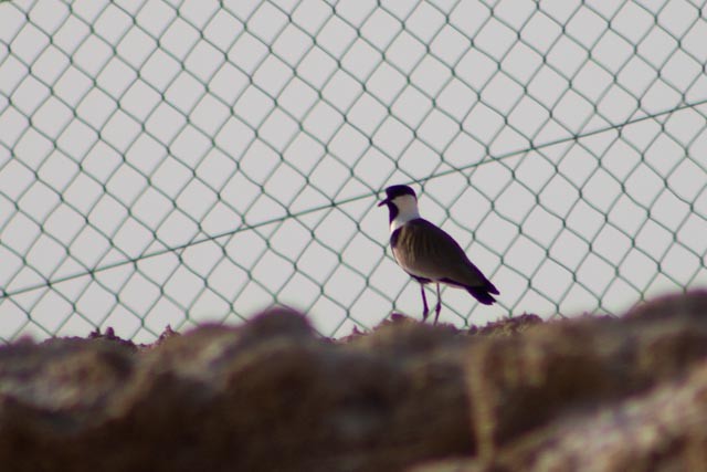 Spur-winged Lapwing - ML617612354
