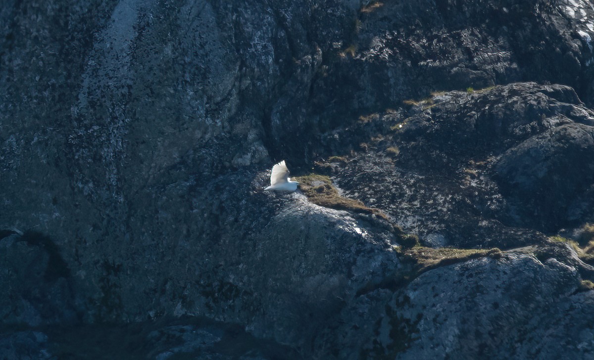 Great Egret (alba) - ML617612372