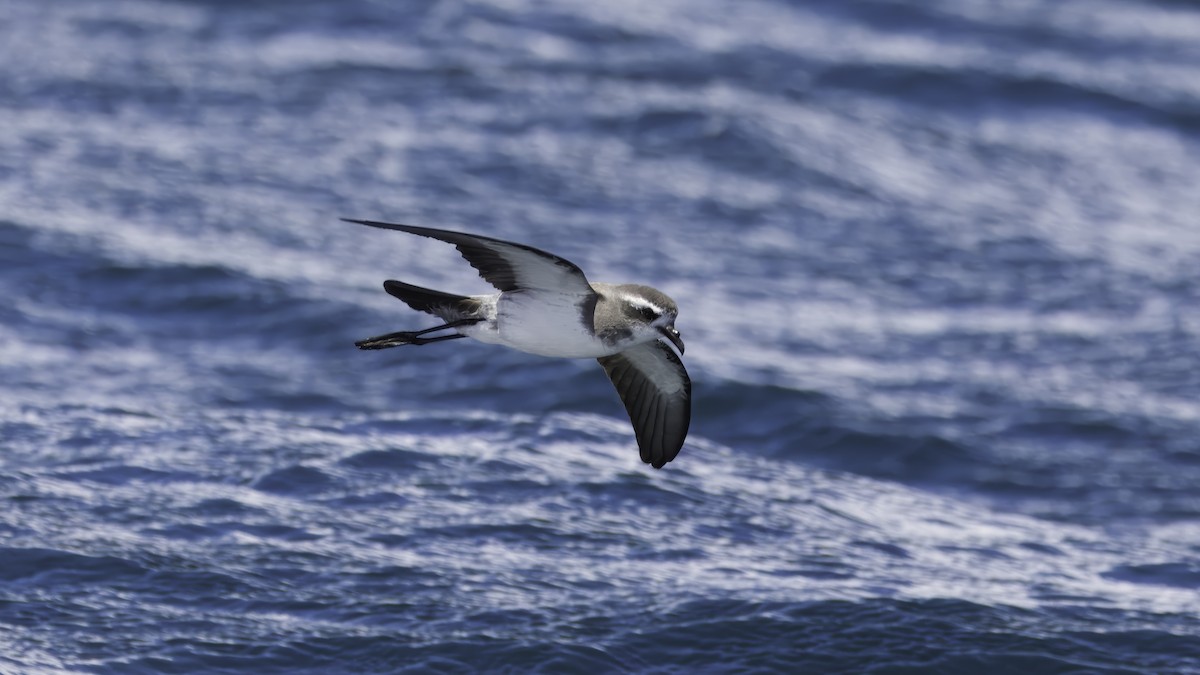 White-faced Storm-Petrel - ML617612375