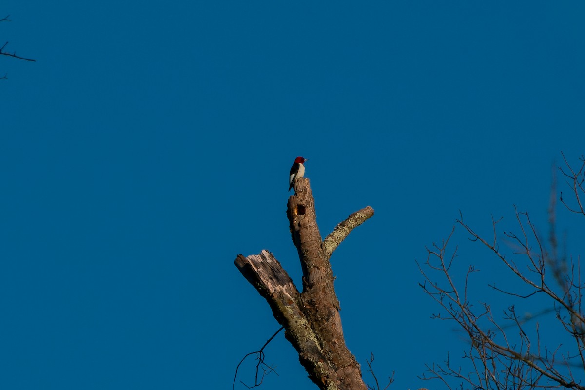 Red-headed Woodpecker - ML617612382