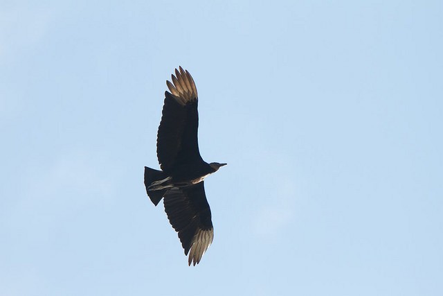 Black Vulture - Anonymous