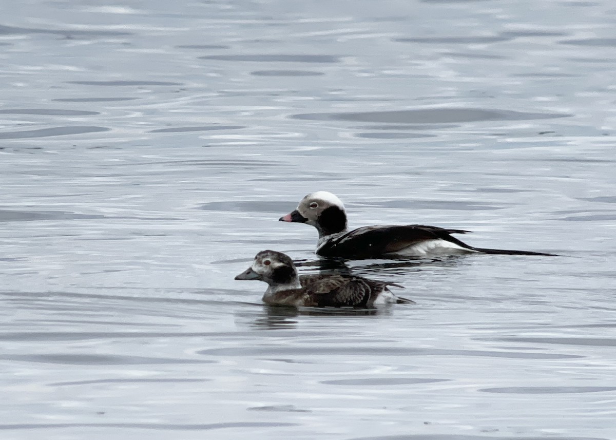 Long-tailed Duck - ML617612468