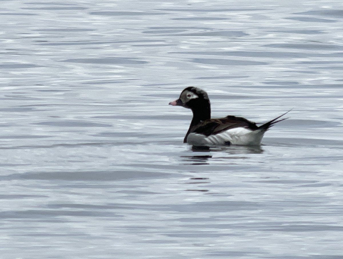 Long-tailed Duck - ML617612469