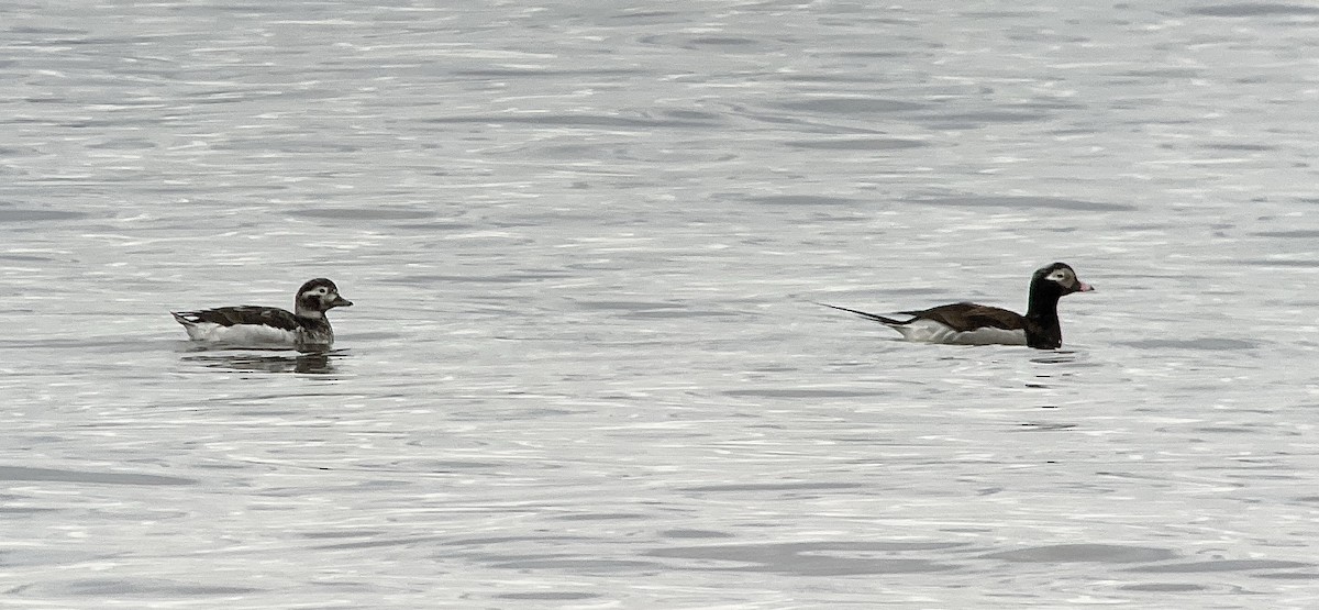 Long-tailed Duck - Ben Shamgochian