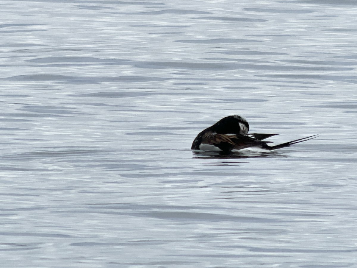 Long-tailed Duck - ML617612471