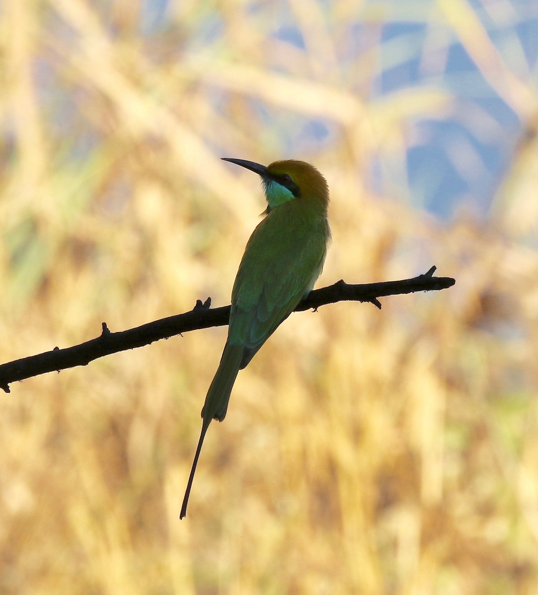 Asian Green Bee-eater - Sandy Vorpahl
