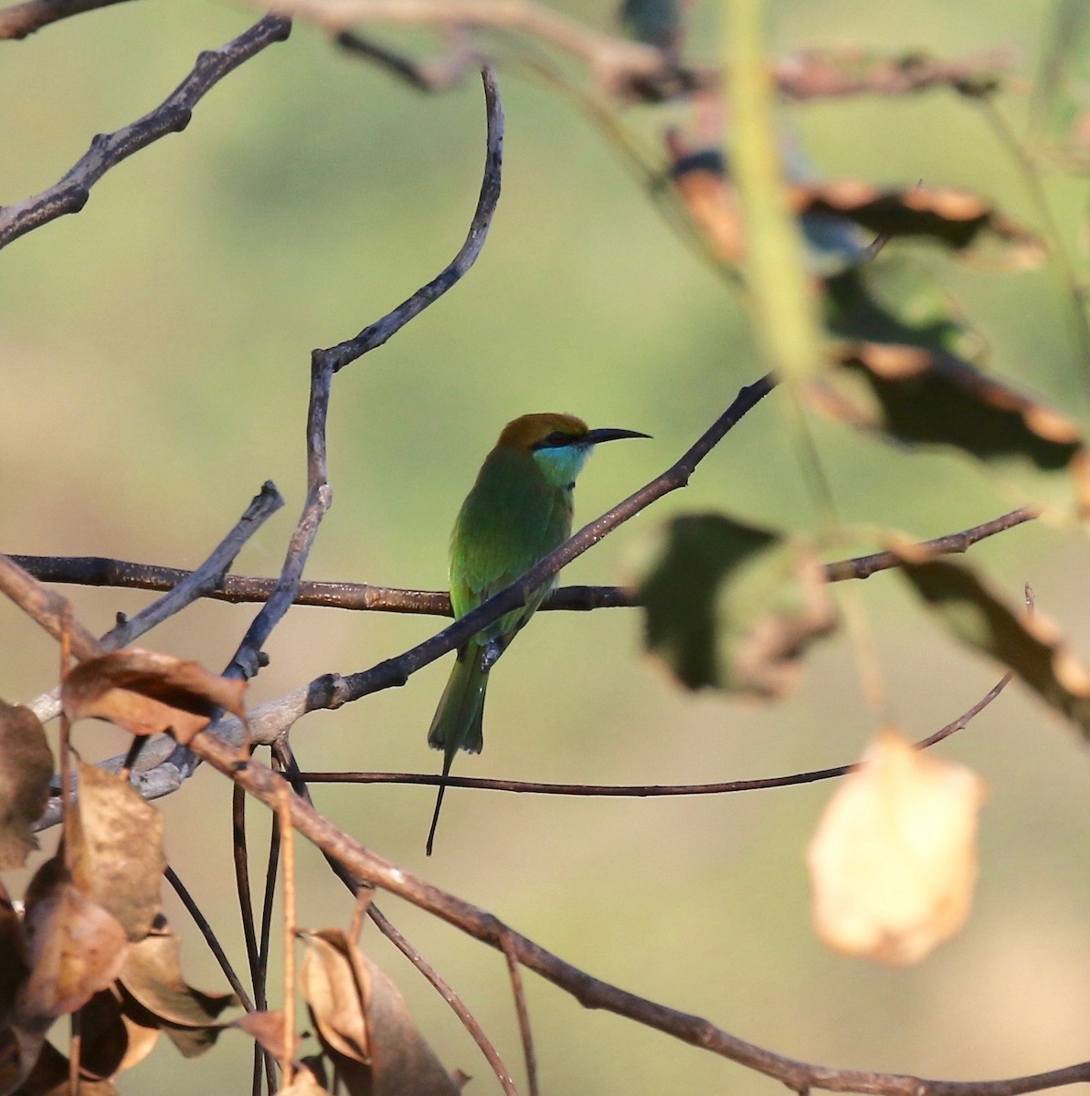 Asian Green Bee-eater - ML617612489