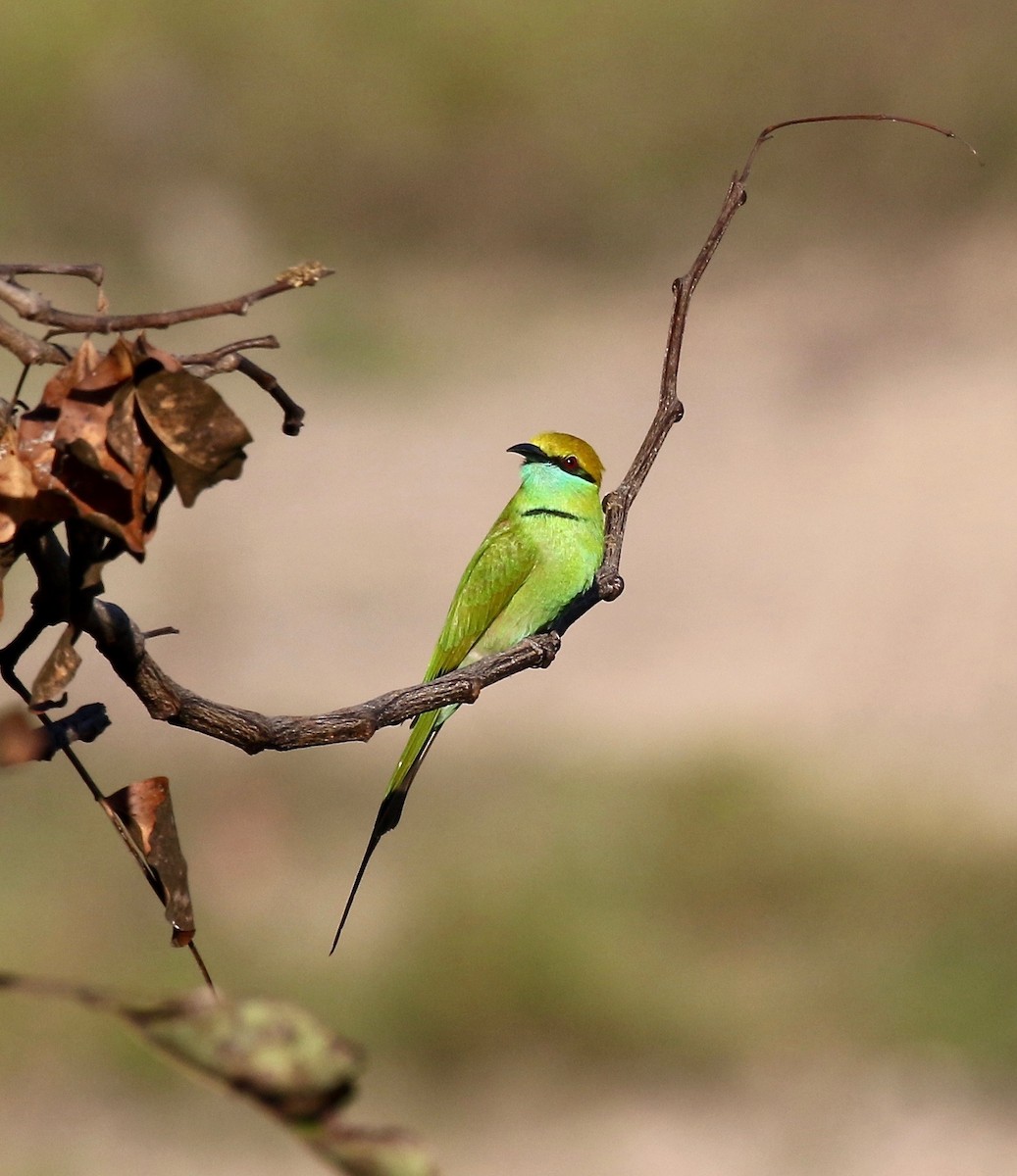 Asian Green Bee-eater - ML617612490