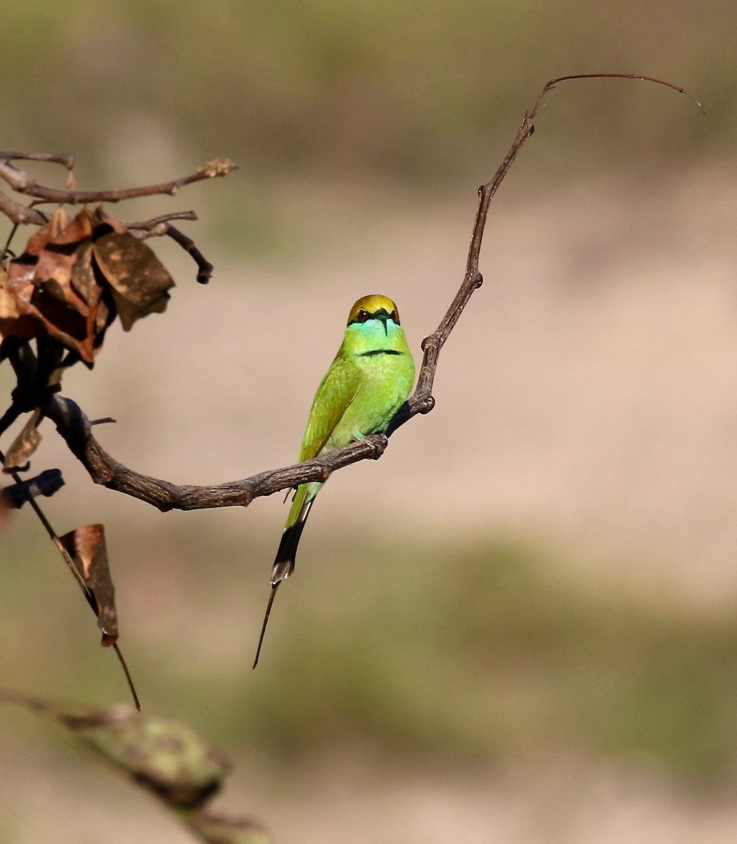 Asian Green Bee-eater - ML617612491