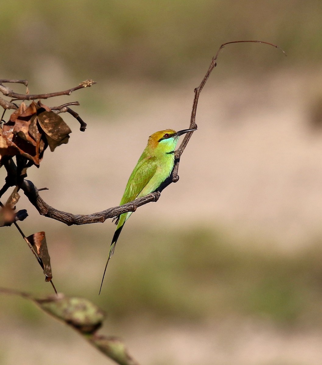 Asian Green Bee-eater - ML617612492
