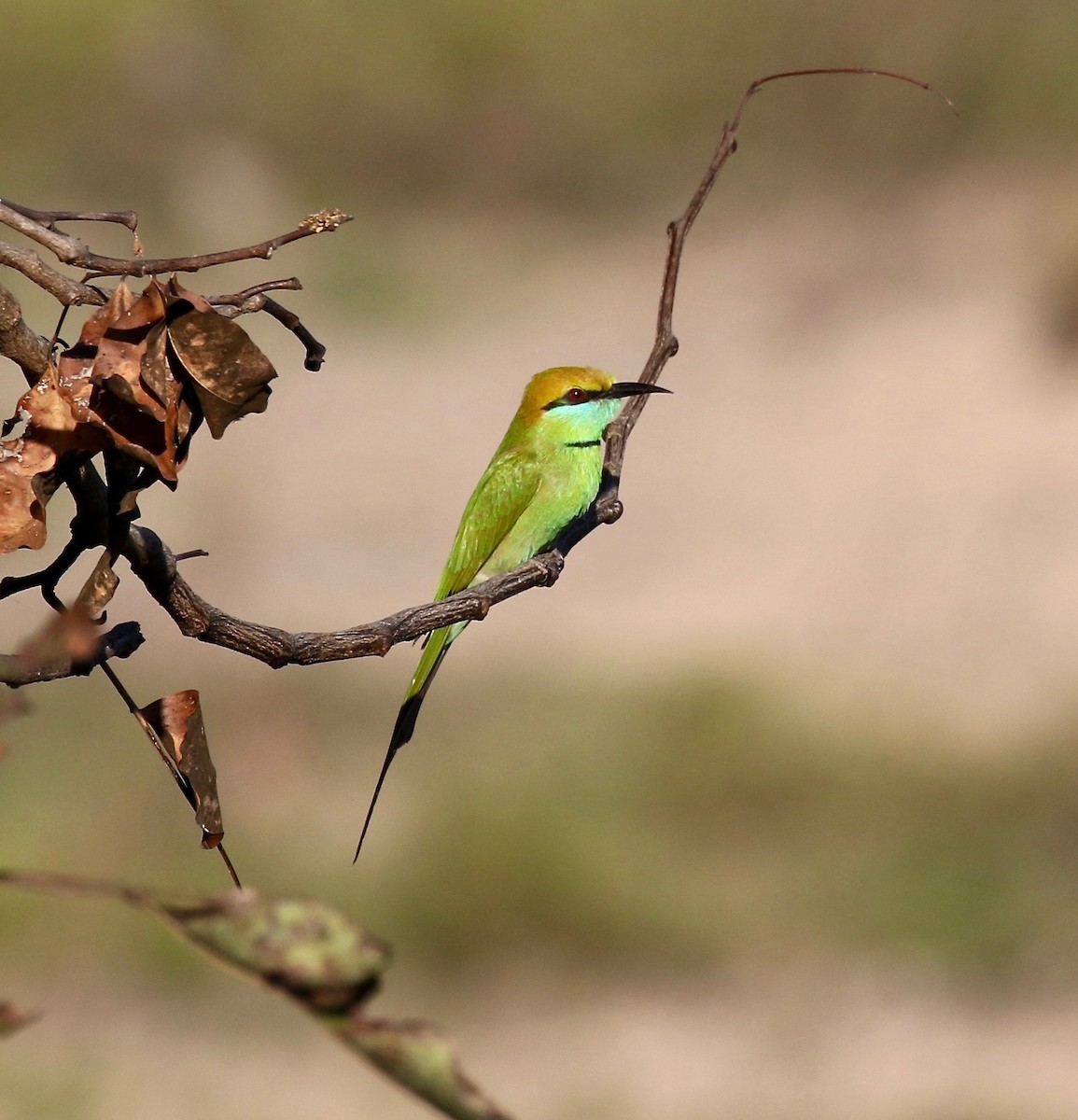 Asian Green Bee-eater - ML617612495