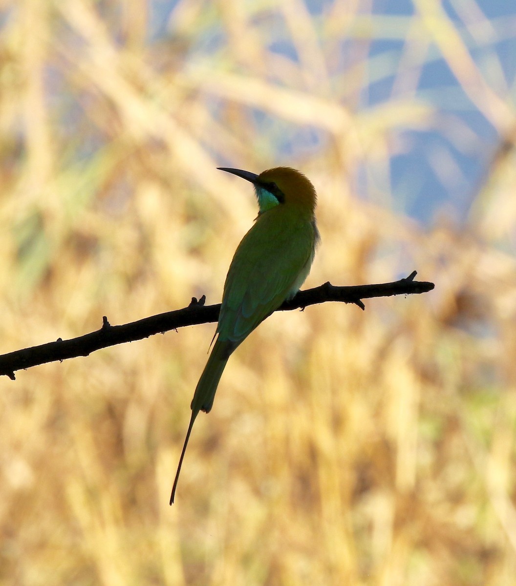 Asian Green Bee-eater - ML617612498