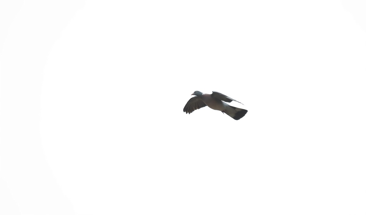 holub hřivnáč [skupina palumbus] - ML617612504