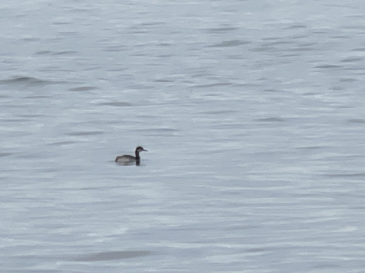 Red-necked Grebe - ML617612541
