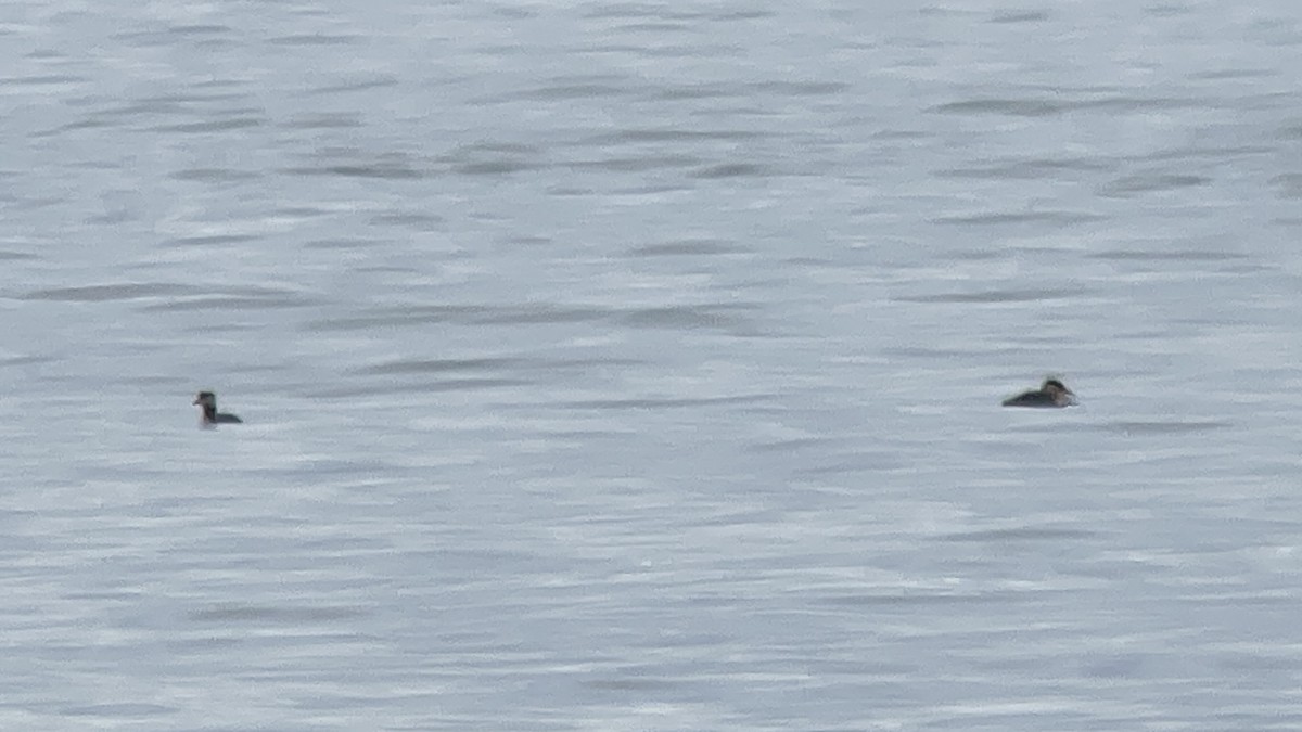 Red-necked Grebe - ML617612542