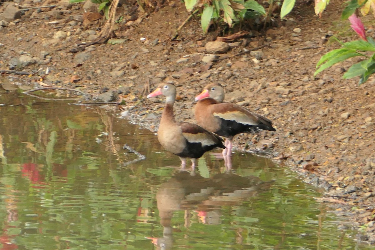 Black-bellied Whistling-Duck (autumnalis) - ML617612555