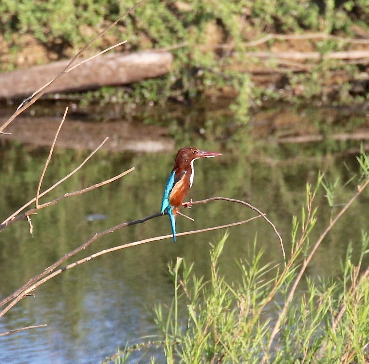 White-throated Kingfisher - Sandy Vorpahl