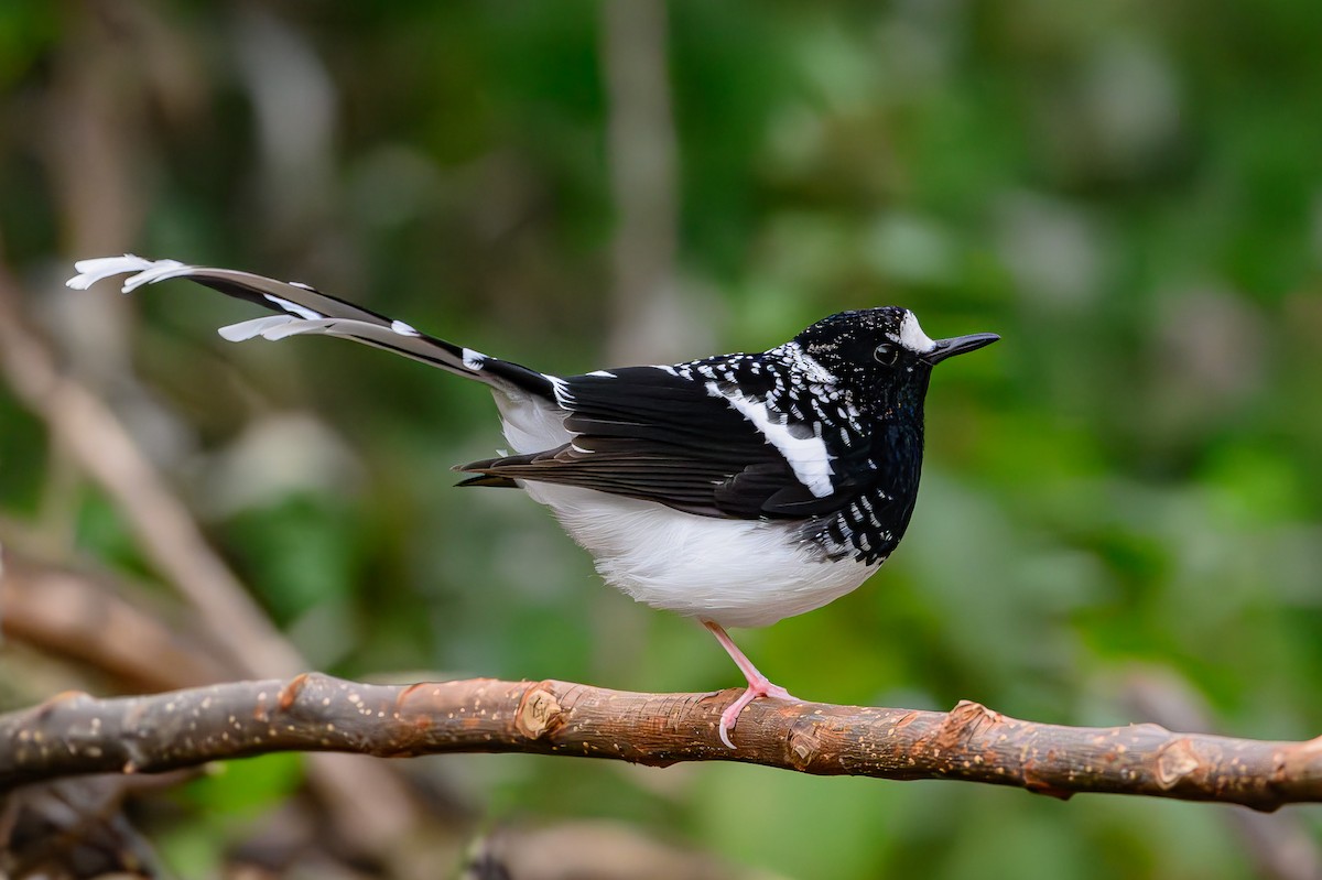 Spotted Forktail - ML617612661
