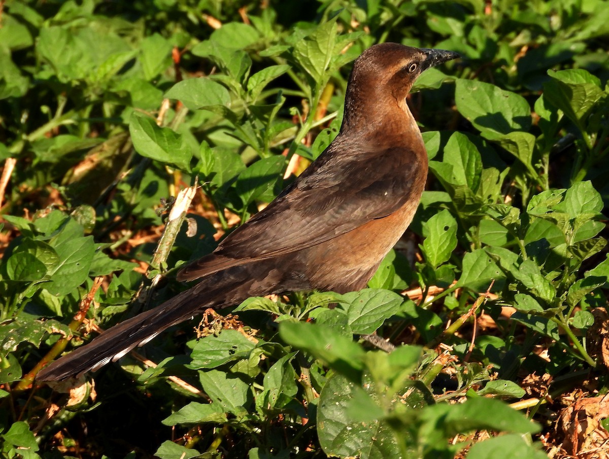 Great-tailed Grackle - ML617612667