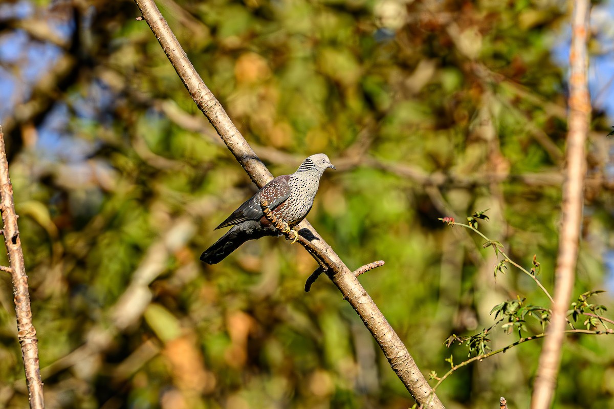 Speckled Wood-Pigeon - Sudhir Paul