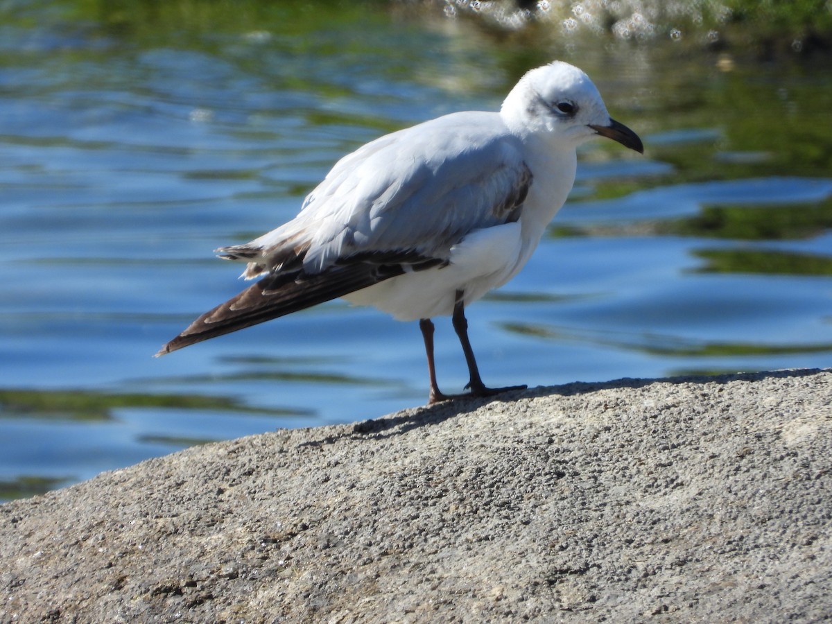 Black-headed Gull - Franqui Illanes