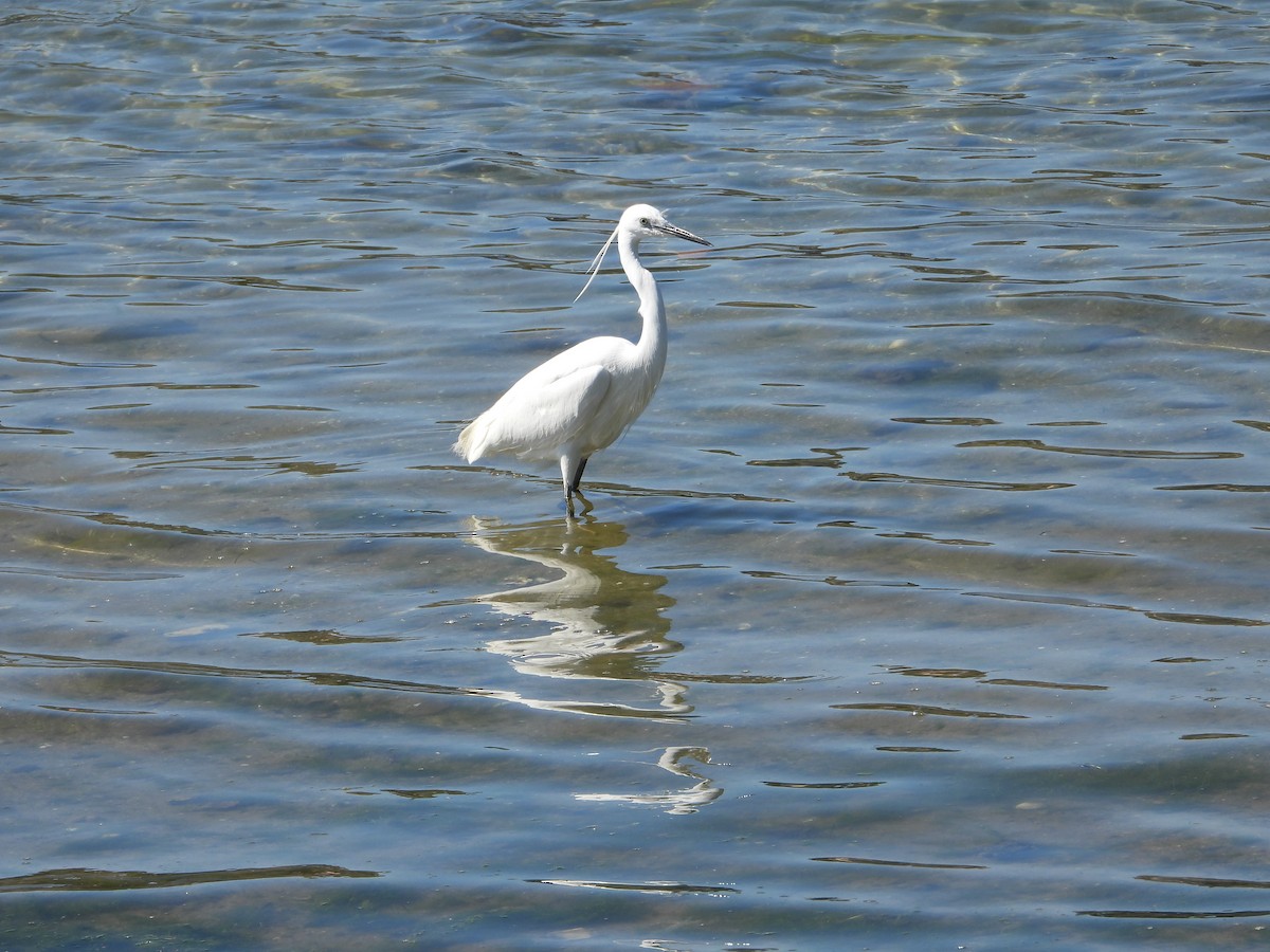 Little Egret - Franqui Illanes