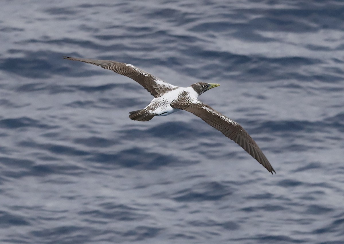 Masked Booby - ML617612744