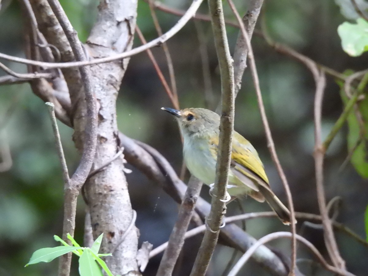Rusty-fronted Tody-Flycatcher - ML617612917