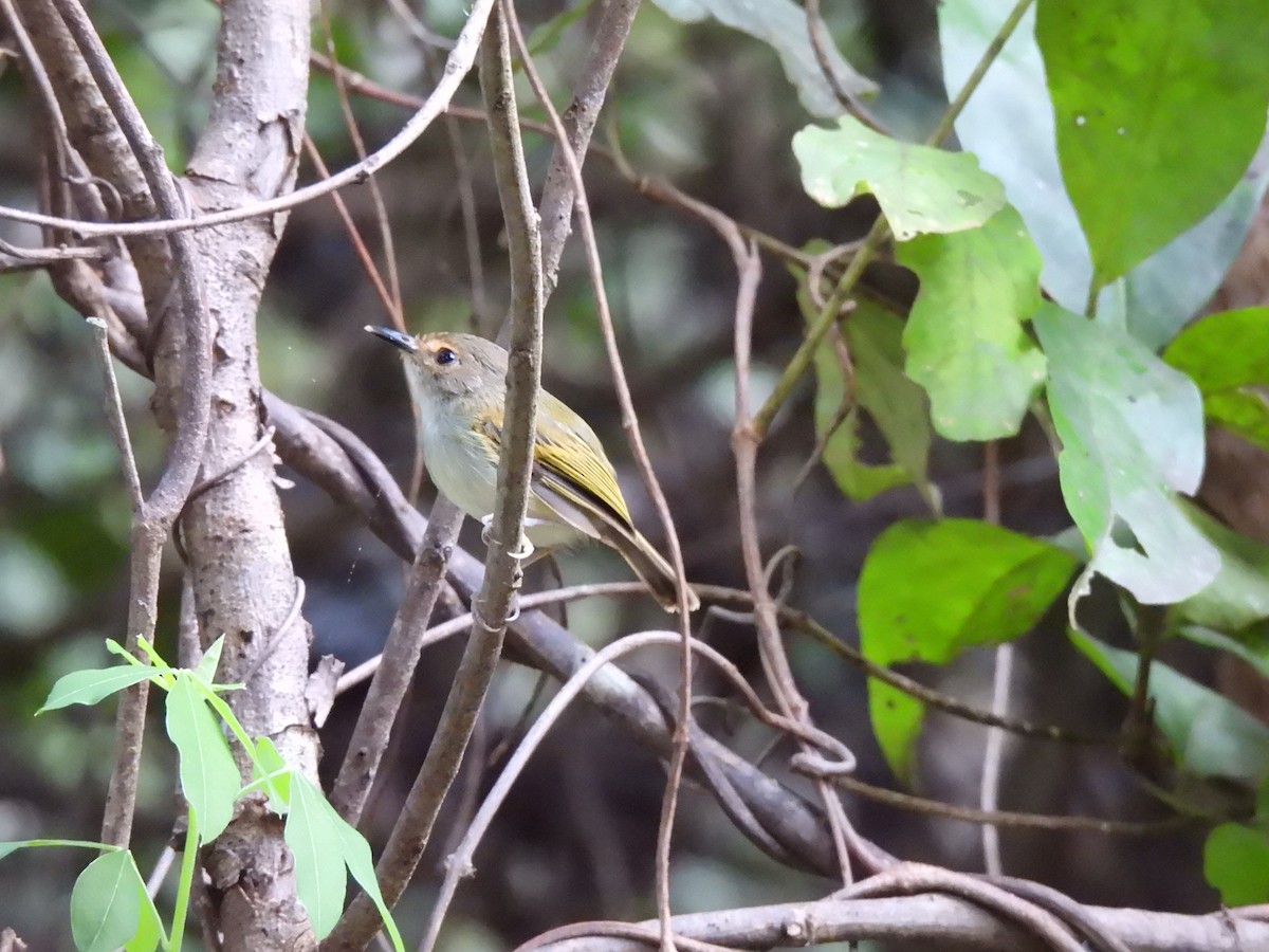 Rusty-fronted Tody-Flycatcher - ML617612918