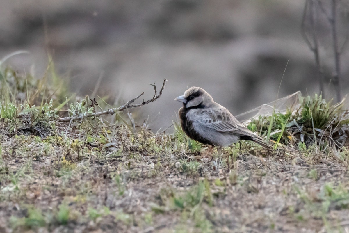 Ashy-crowned Sparrow-Lark - Gustino Lanese