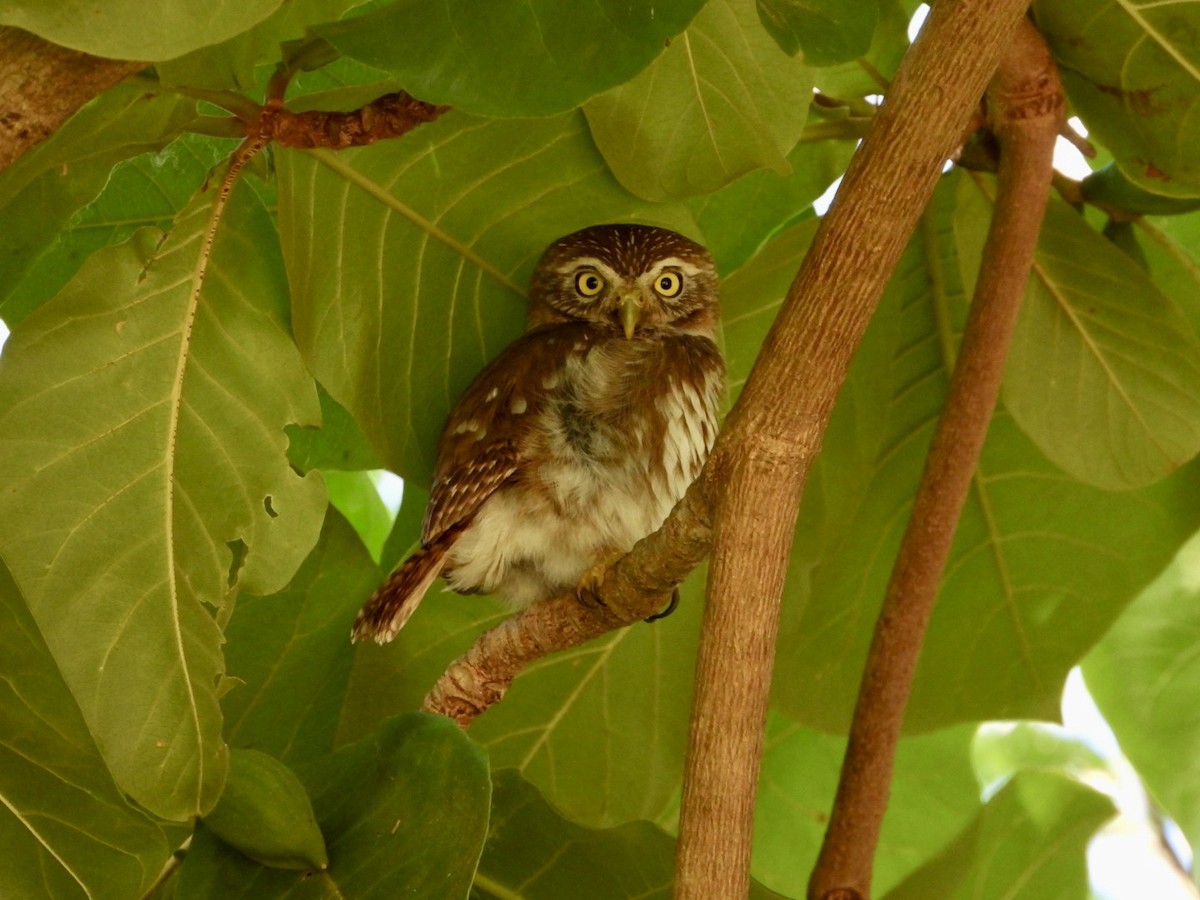 Ferruginous Pygmy-Owl - ML617613040