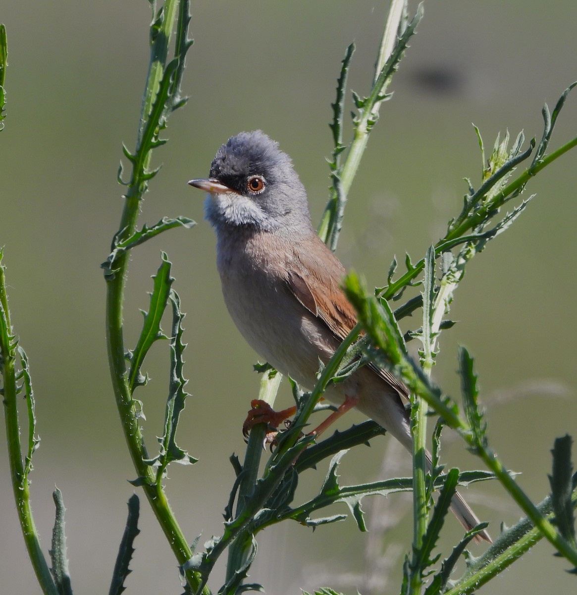 Spectacled Warbler - ML617613041