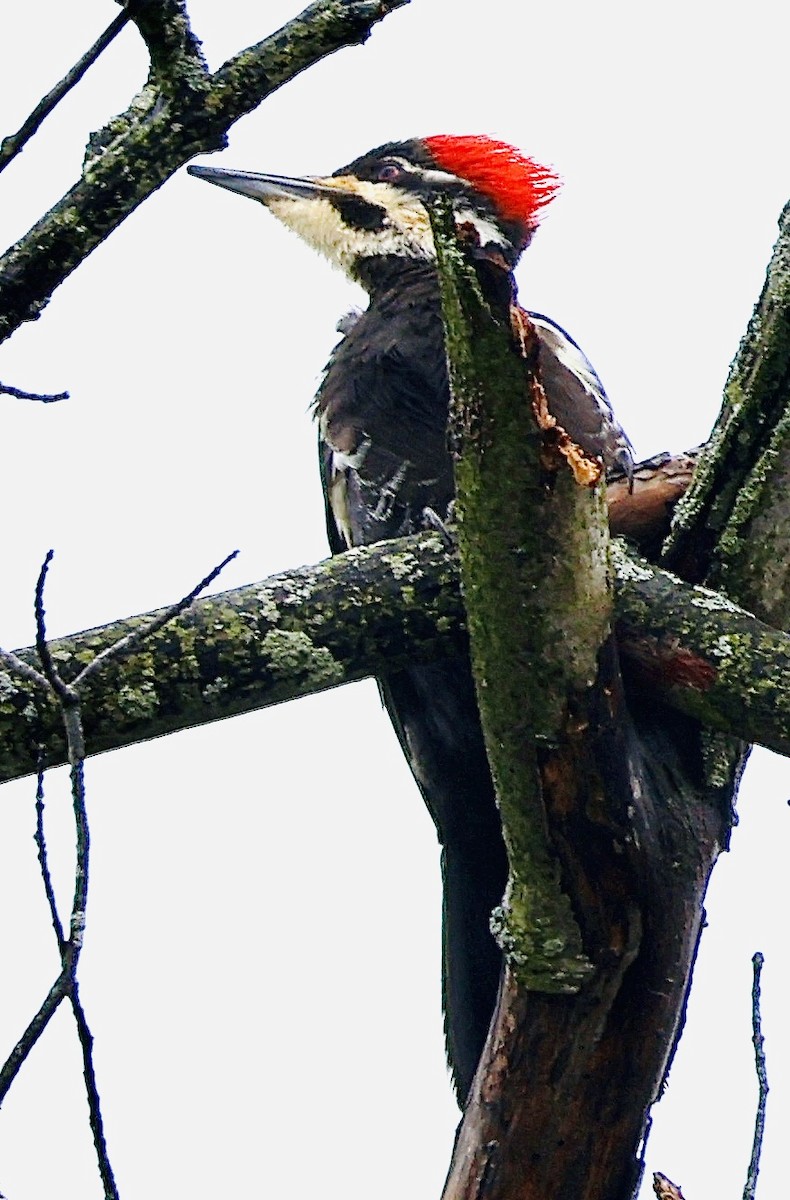 Pileated Woodpecker - Martin Yates
