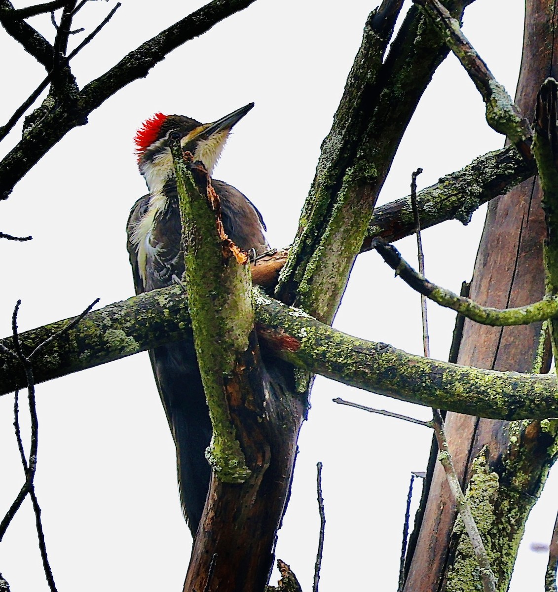 Pileated Woodpecker - ML617613066