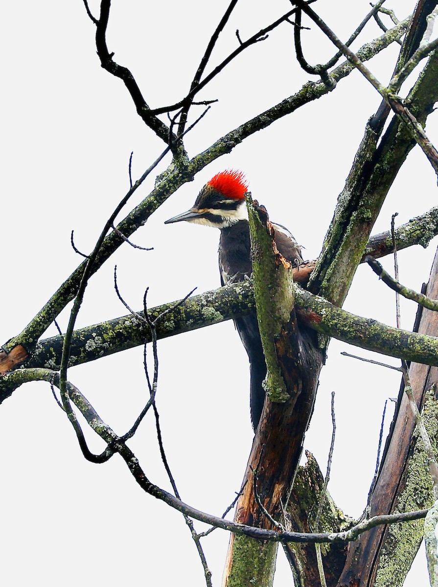Pileated Woodpecker - Martin Yates