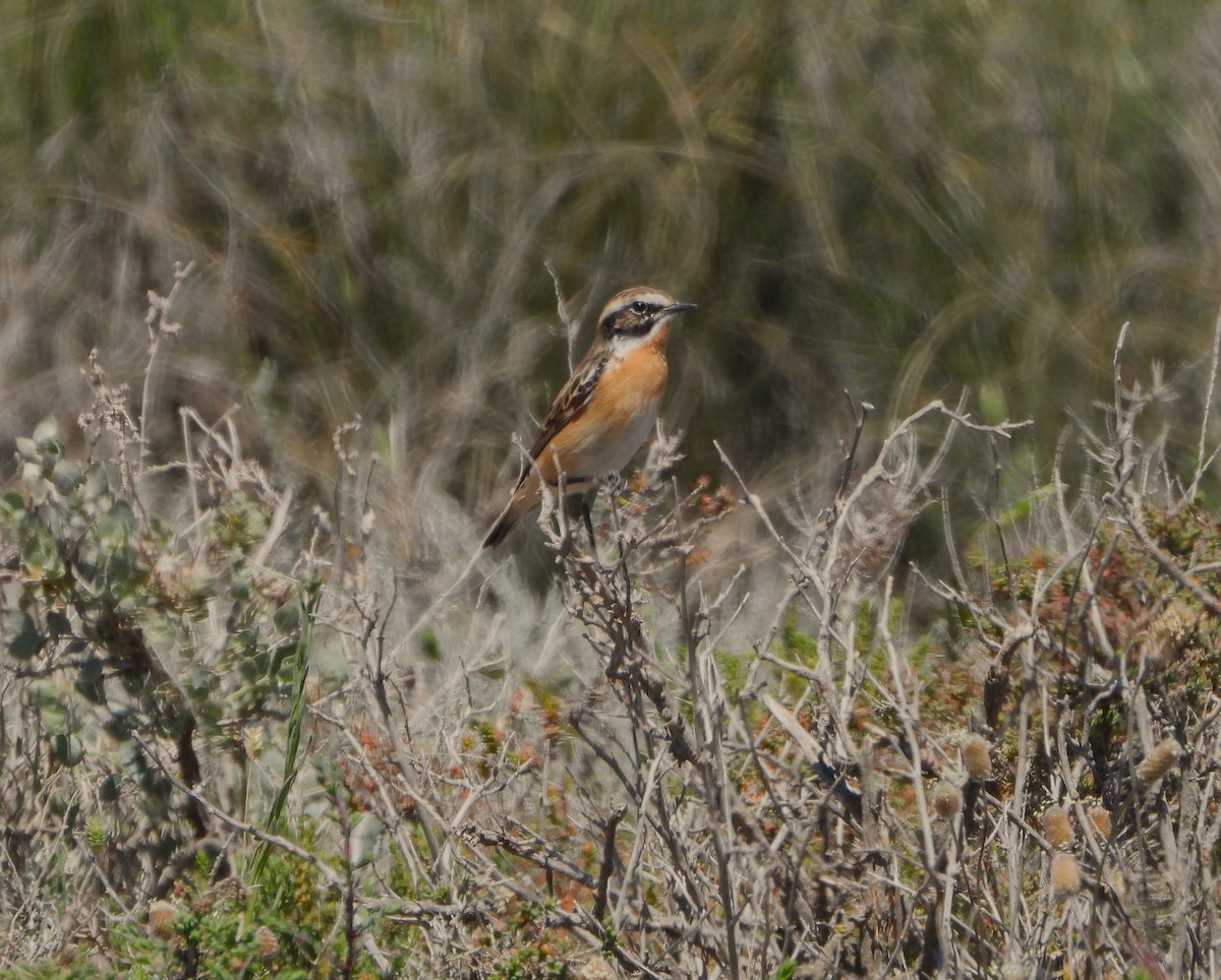 Whinchat - ML617613081