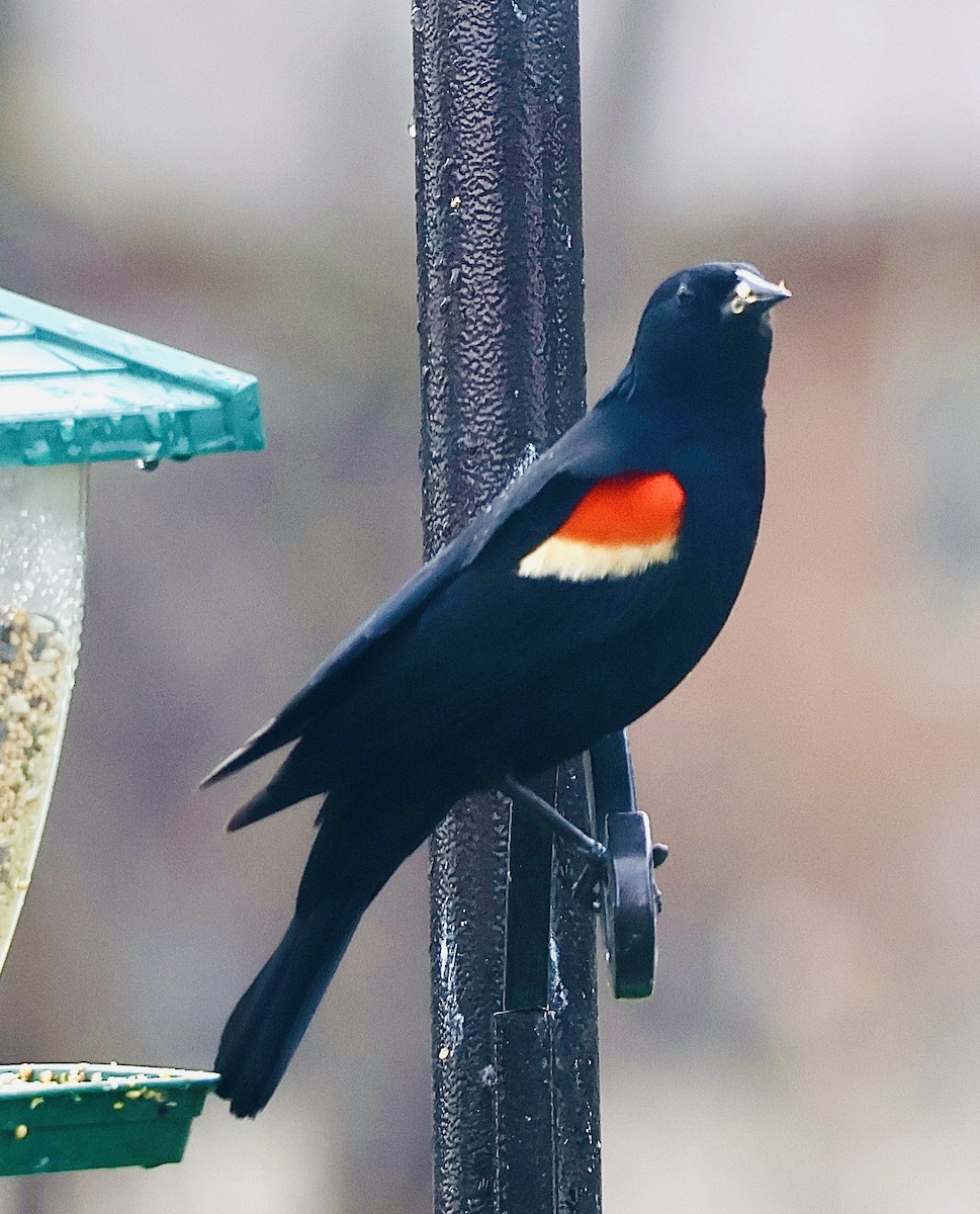 Red-winged Blackbird - ML617613129