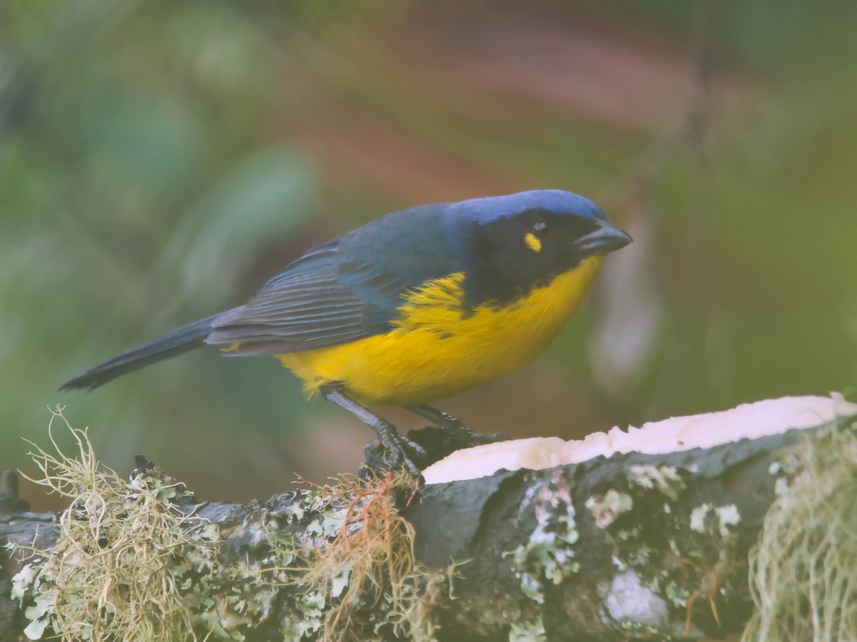 Black-cheeked Mountain Tanager - ML617613163