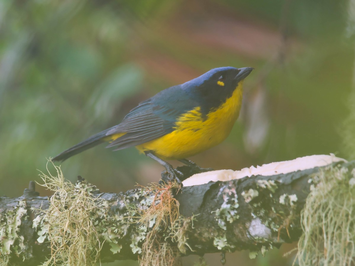 Black-cheeked Mountain Tanager - ML617613164