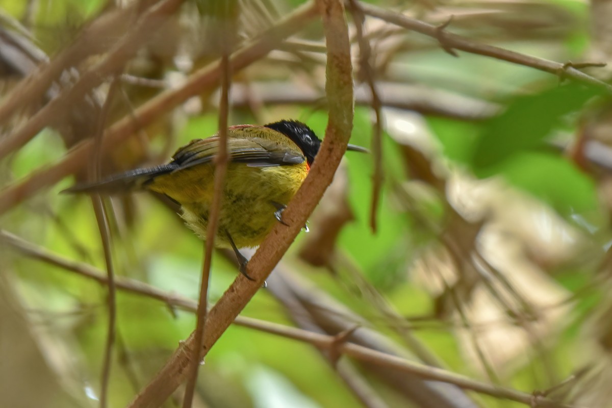 Green-tailed Sunbird - Thitiphon Wongkalasin