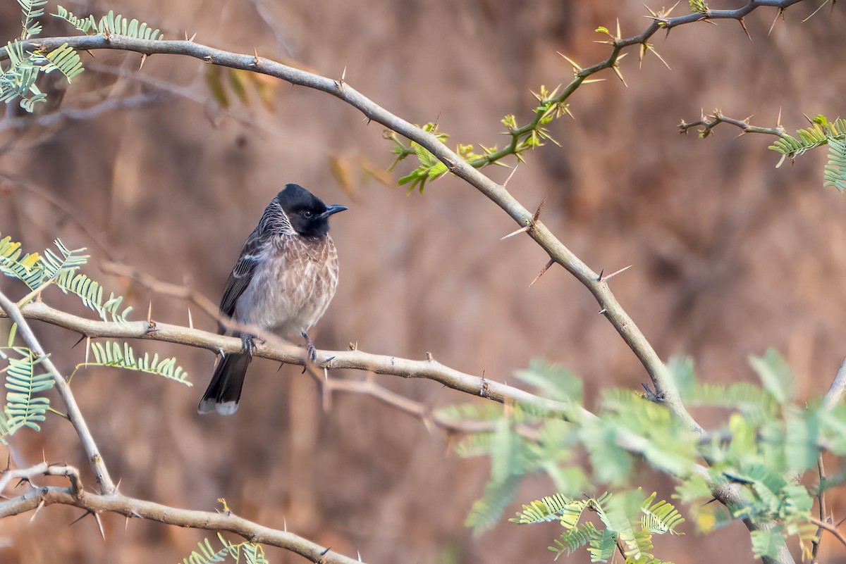 Red-vented Bulbul - ML617613210