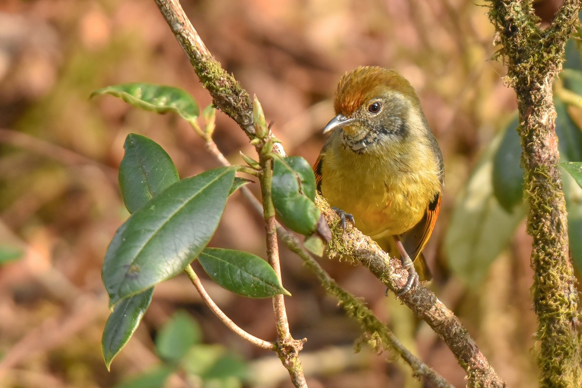 Chestnut-tailed Minla - Thitiphon Wongkalasin
