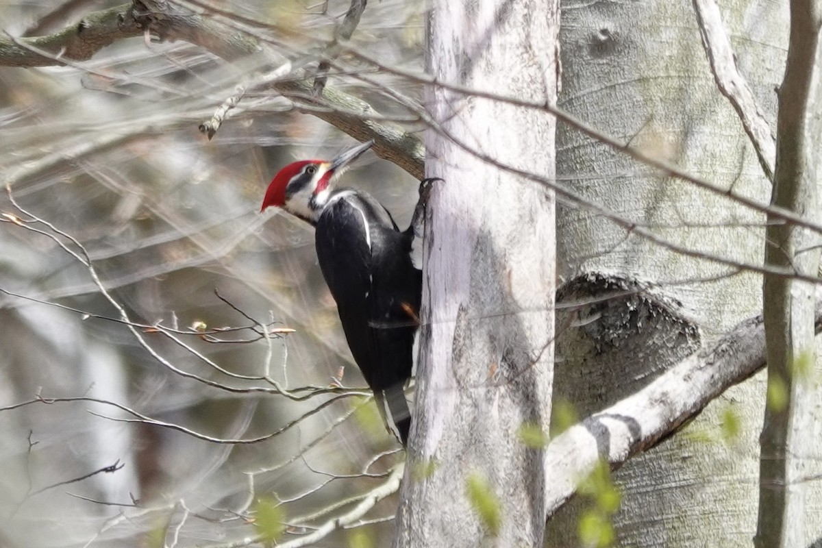Pileated Woodpecker - ML617613227