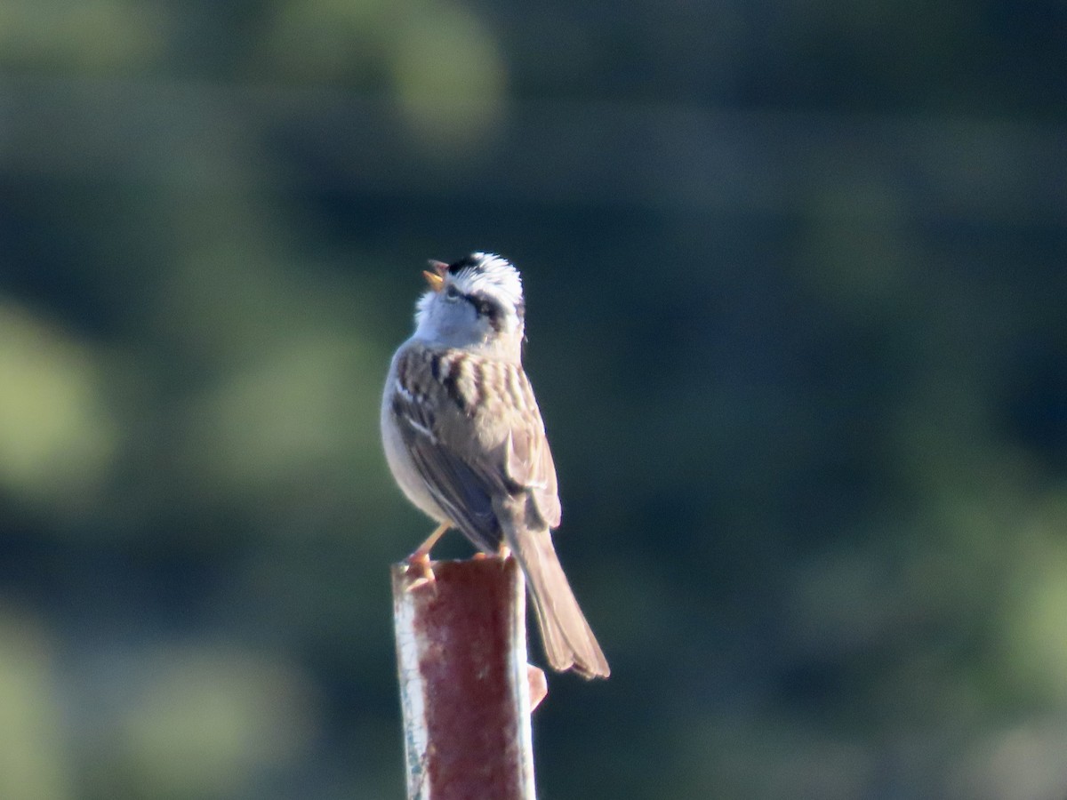 White-crowned Sparrow - ML617613259