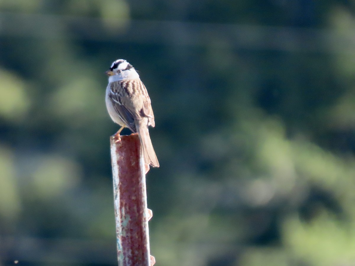 White-crowned Sparrow - ML617613261