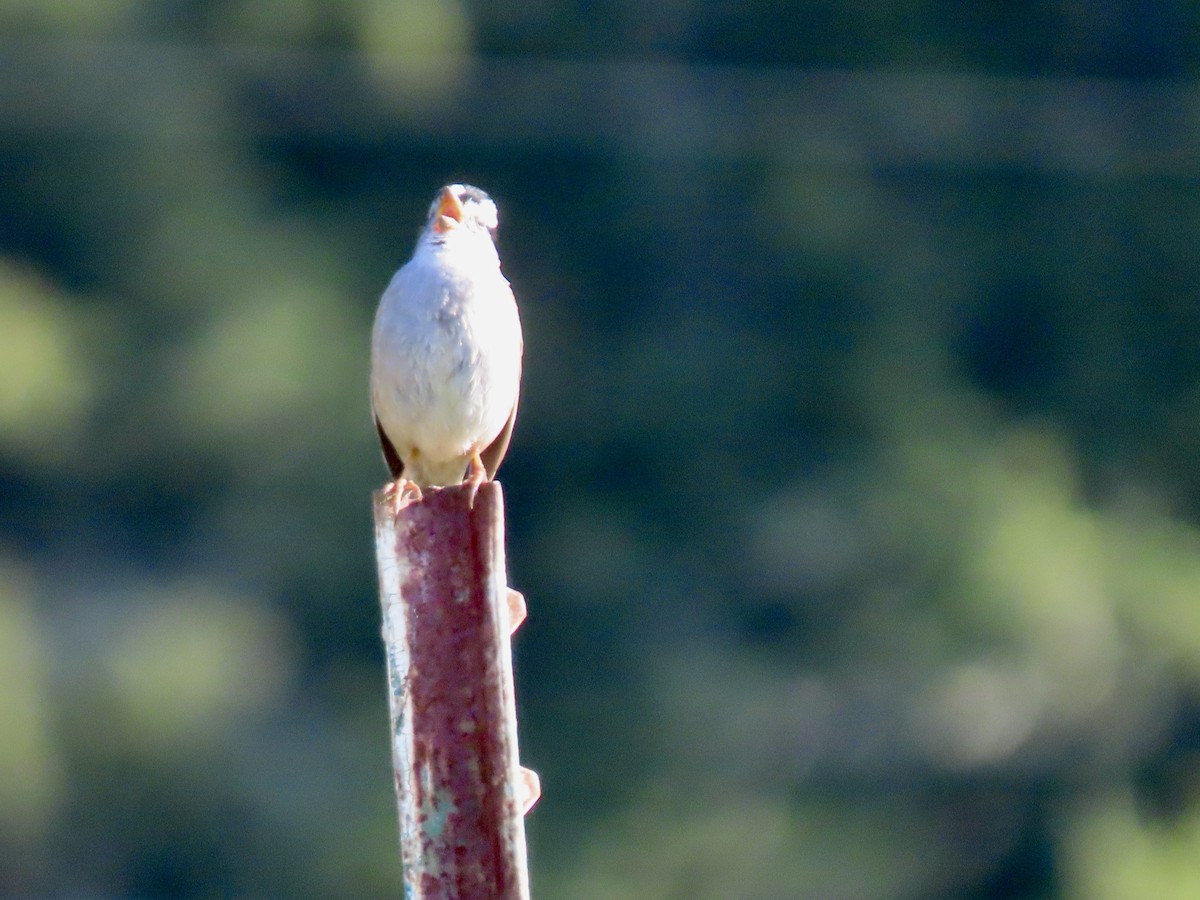 White-crowned Sparrow - ML617613262