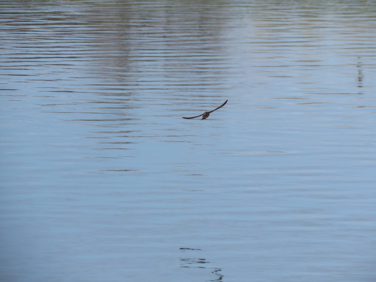 Northern Rough-winged Swallow - ML617613264