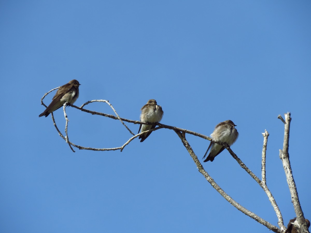 Northern Rough-winged Swallow - ML617613266