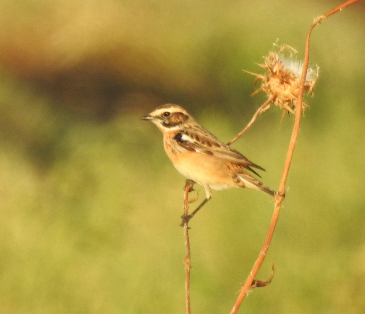Whinchat - ML617613277